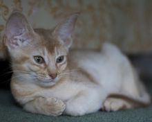 lazy abyssinian kitten