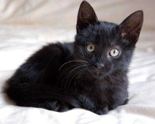 unique names for black kittens