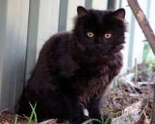 names for fluffy black kitten cross