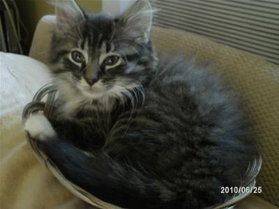 I just love a kitty in a basket!