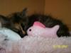 Candy sleeping with her fav toy and pillow