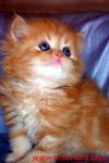 Red Persian Kitten